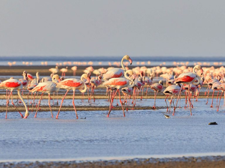 __opt__aboutcom__coeus__resources__content_migration__mnn__images__2016__10__lesserflamingos-natron-5-c044ee01ff1f4e60969eeb661a27d6d7