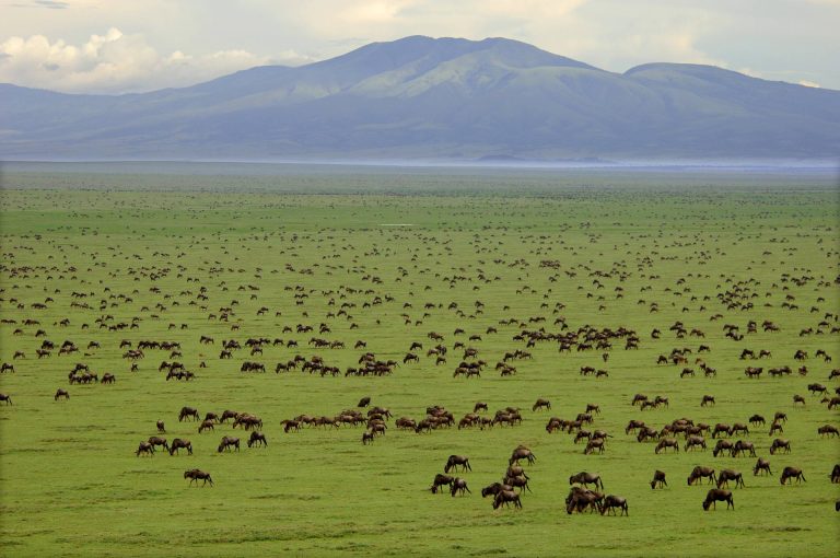 Serengeti