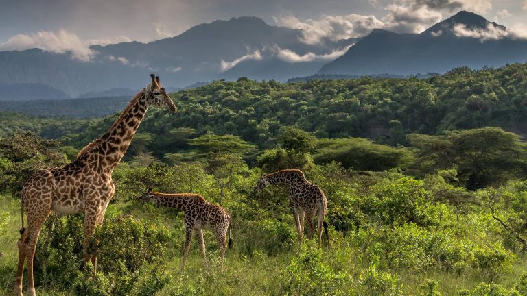 arusha-national-park
