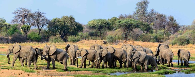 ruaha