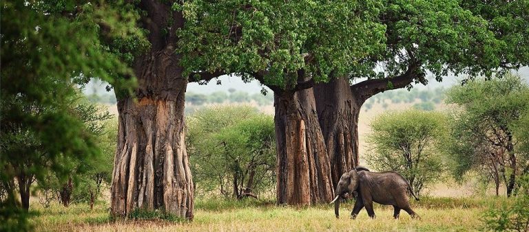 tarangire-national-park